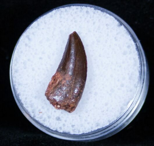 Dromaeosaur (Raptor) Tooth From Morocco #3387
